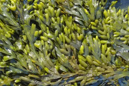 Alga Chaetomorpha