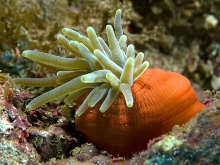 Anémona Condylactis