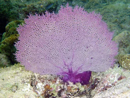 Camarón Arlequín
