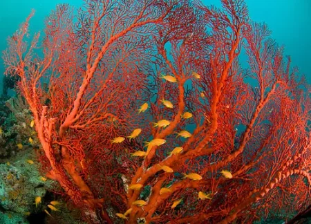 Coral Hongo Discosoma