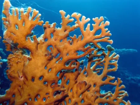 Coral Zoanthus