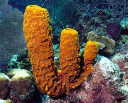 Estrella de Mar Linckia