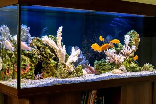 Acuario Arrecife Tropical en Armonía
